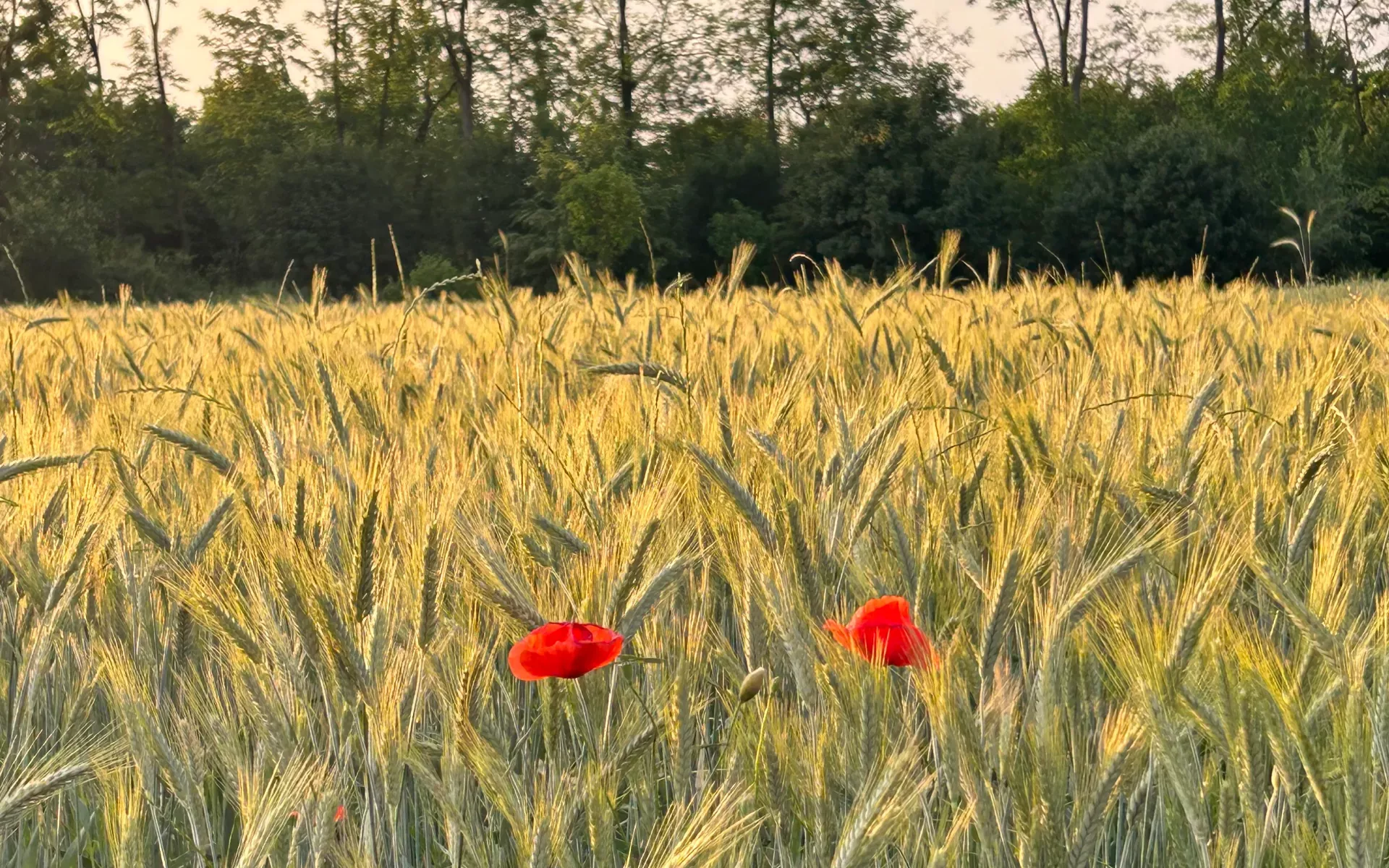 Campo di grano con papaveri e alberi sullo sfondo che simboleggia la connessione con la natura.